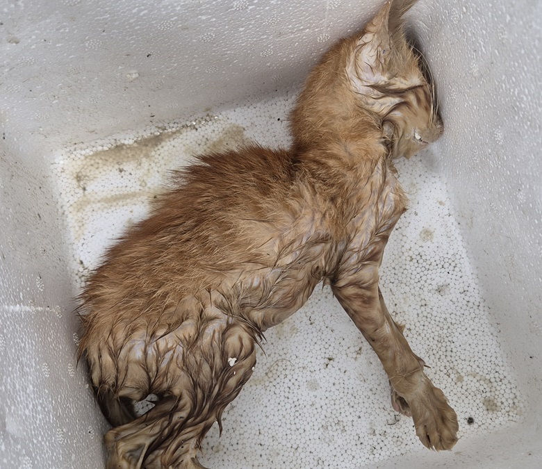 종료(자연사) 한국…